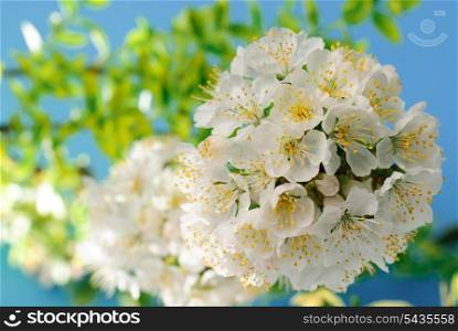 cherry blossom with leaves and light background