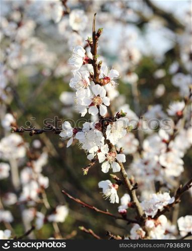 Cherry blossoming by white colors in a spring season