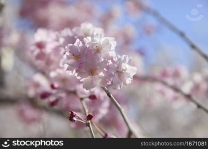 Cherry blossoms