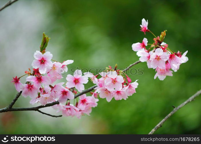 Cherry blossoms