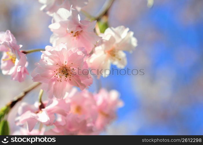 Cherry blossoms