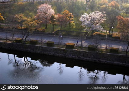 Cherry blossoms