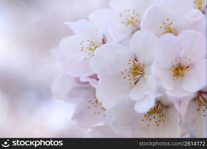 Cherry blossoms