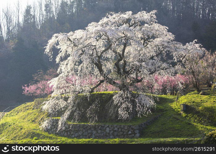 Cherry blossoms