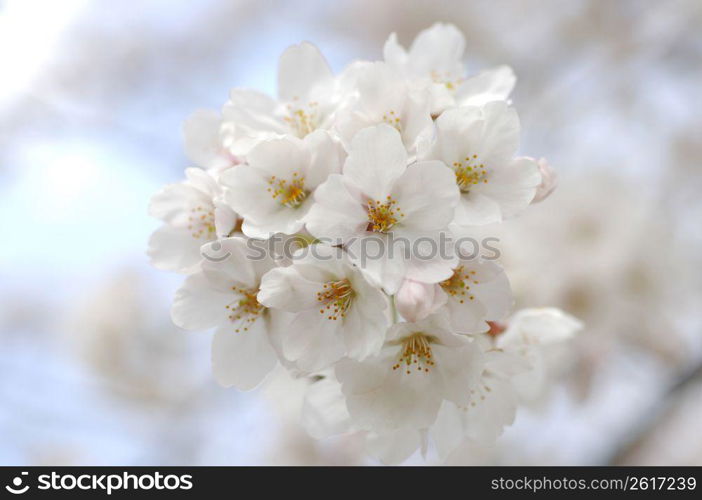 Cherry blossoms