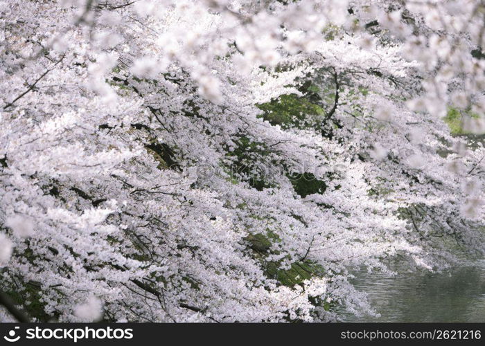 Cherry blossoms