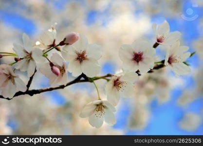 Cherry blossoms