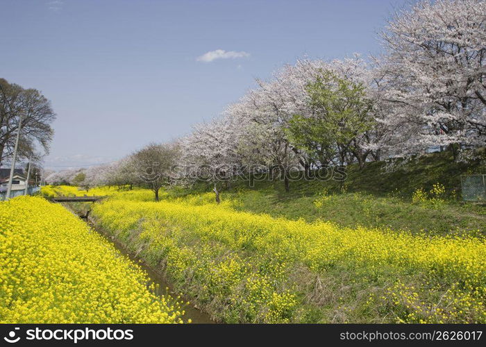 Cherry blossoms