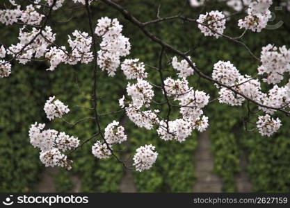 Cherry blossoms