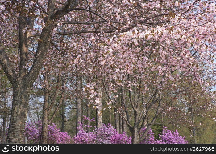 Cherry blossoms