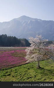 Cherry blossoms