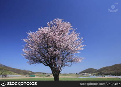 Cherry blossoms