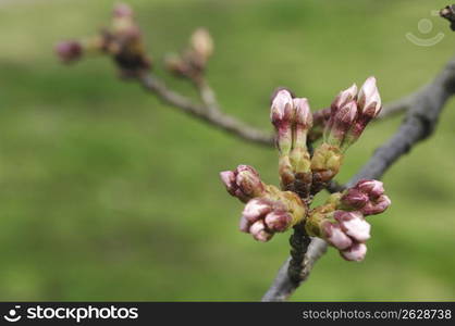 Cherry blossoms