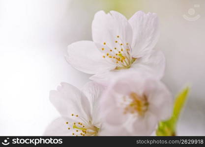 Cherry blossoms