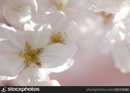 Cherry blossoms