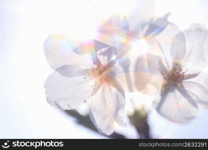 Cherry blossoms