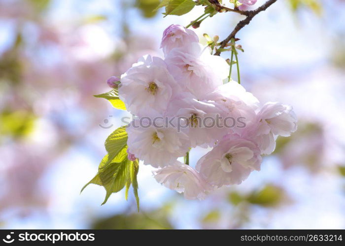 Cherry blossoms