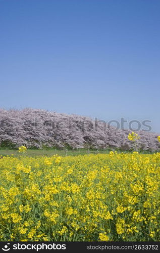 Cherry blossoms