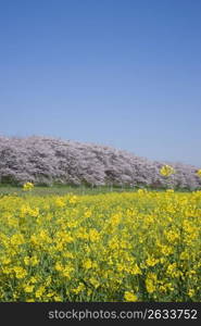 Cherry blossoms