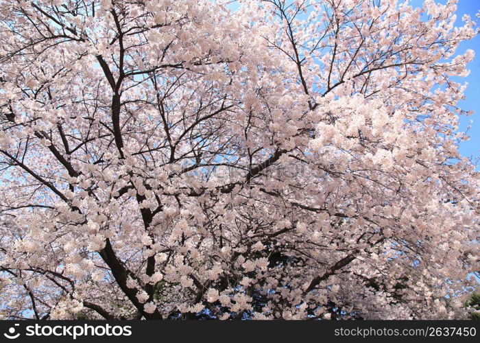 Cherry blossoms