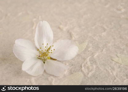 Cherry blossoms