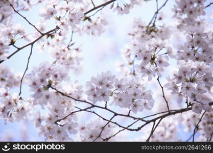 Cherry blossoms