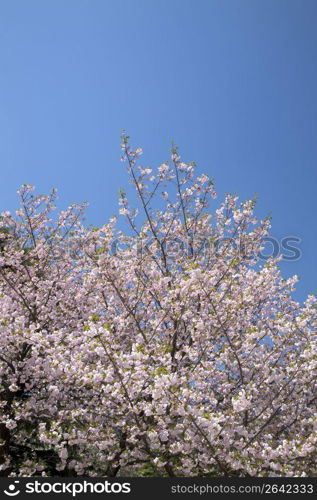 Cherry blossoms