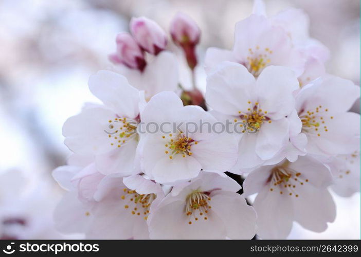 Cherry blossoms