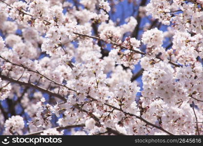 Cherry blossoms