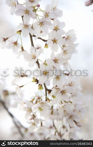 Cherry blossoms