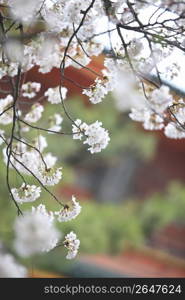 Cherry blossoms