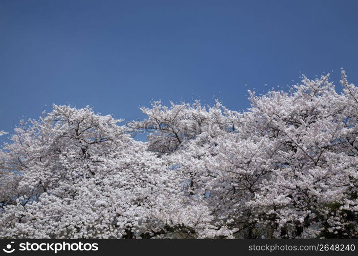 Cherry blossoms