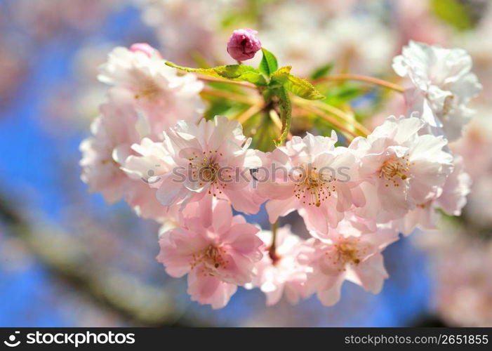 Cherry blossoms