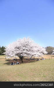 Cherry blossoms