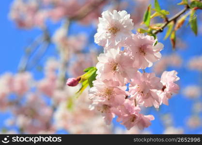 Cherry blossoms