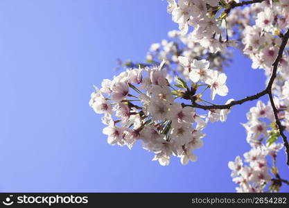 Cherry blossoms