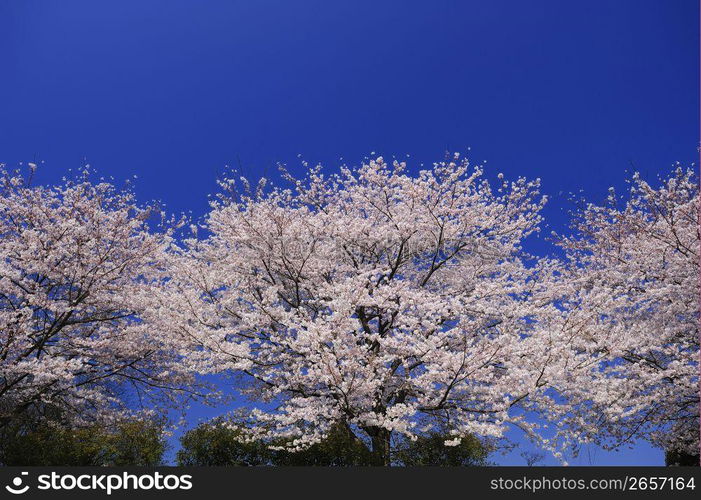 Cherry blossoms