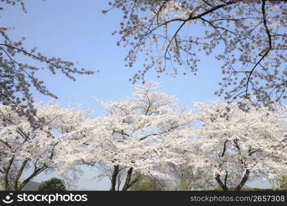 Cherry blossoms