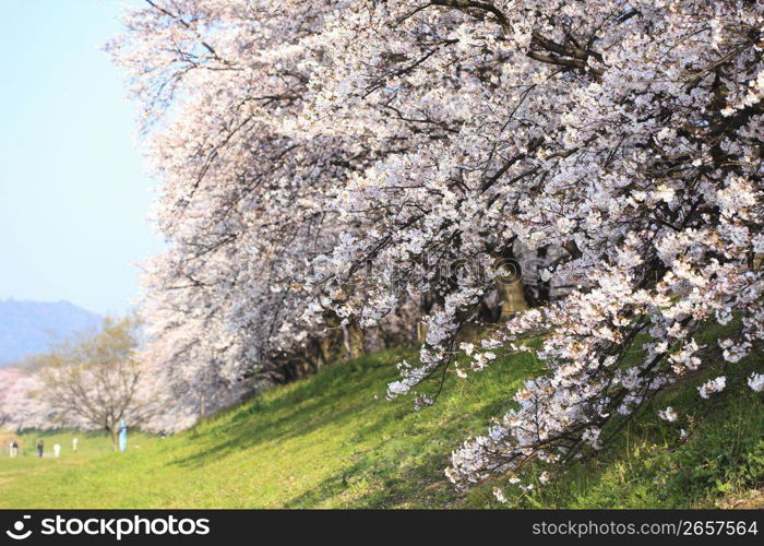 Cherry blossoms