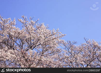 Cherry blossoms