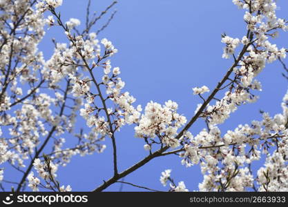 Cherry blossoms