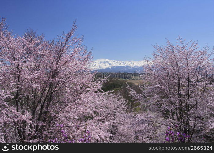 Cherry blossoms