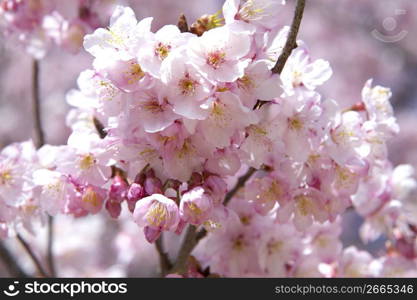 Cherry blossoms