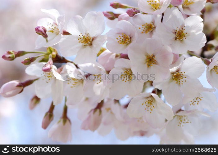 Cherry blossoms