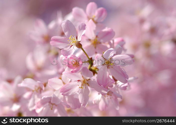 Cherry blossoms