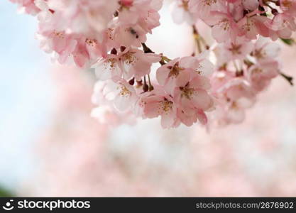 Cherry blossoms