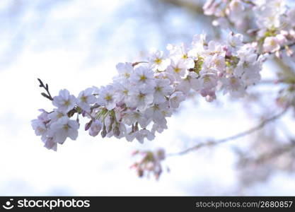 Cherry blossoms