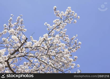 Cherry blossoms