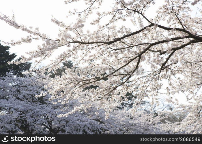 Cherry blossoms