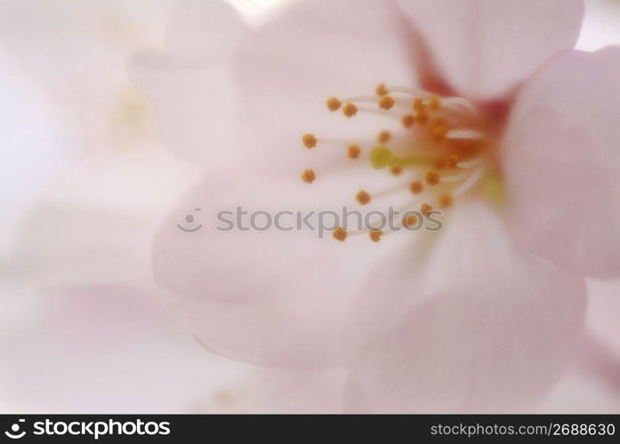 Cherry blossoms